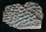 Large Cretaceous Crocodile Scute - Kem Kem Beds #19240-1